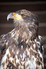 Sehr schöner Greifvogel