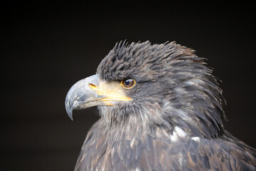 Sehr schöner Greifvogel