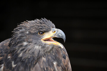 Sehr schöner Greifvogel