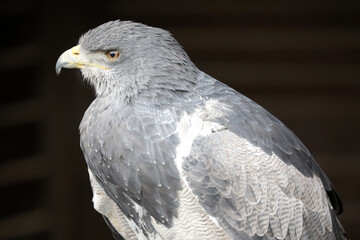 Fototapeta premium Sehr schöner Greifvogel