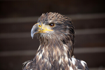 Sehr schöner Greifvogel