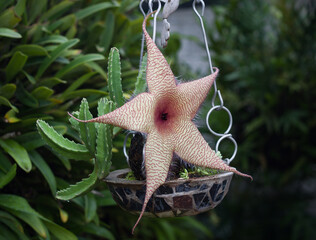 Closeup shot of a stapelia succulent plant