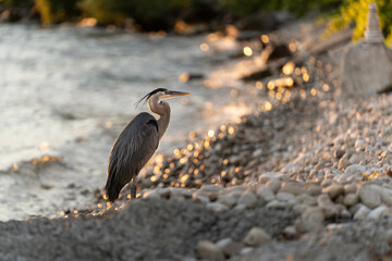 heron on the beach