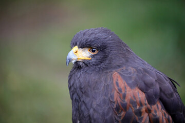 Sehr schöner Greifvogel