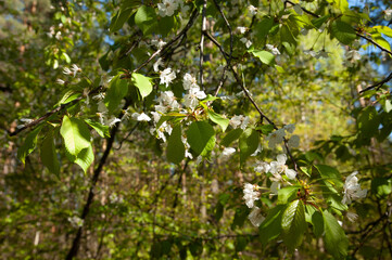 Fototapeta na wymiar cherry blossom branch, selective focus
