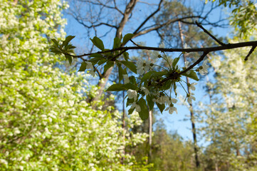 cherry blossom branch, selective focus