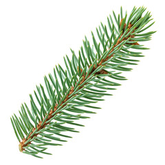 Fir, tree spruce branch, isolated on white background, clipping path