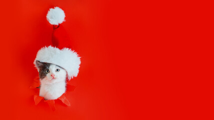 Christmas cat wearing Santa Claus hat isolated on red color background. Funny kitten got into hole as christmas new year gift concept. Happy New year pet with copy space