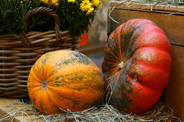 pumpkins and gourds in a basket