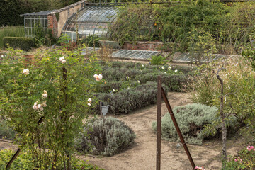 Over grown vegetable garden in Autumn