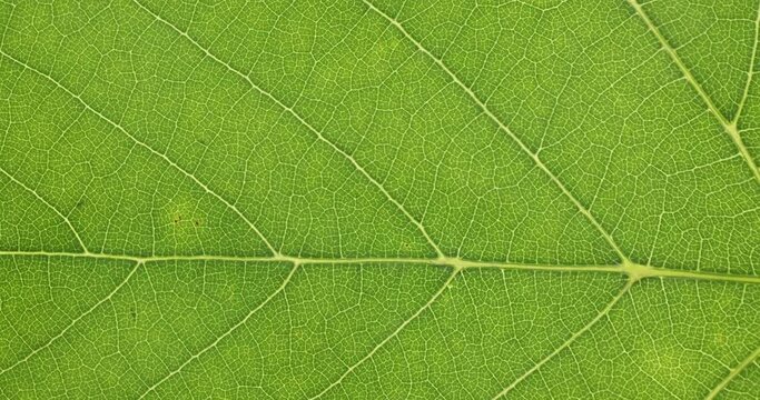 Close-up of green grape leaf texture. Rotation. Veined leaf texture