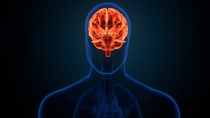 3d illustration of  human brain anatomy.