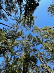 trees and sky