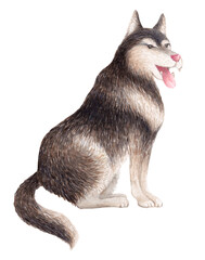 Watercolor husky sitting
