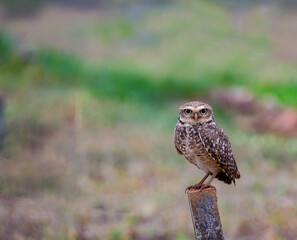 Isolated burrowing owl inn looking ahead in selective focus. Portrait

