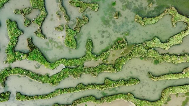 Top down view of scenic green wetland with complex pattern of intermediate ridges and peat bog pools.