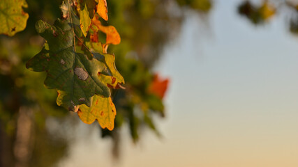 The colors of autumn. Autumn colors in the warm light of the setting sun.