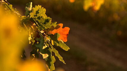 The colors of autumn. Autumn colors in the warm light of the setting sun.
