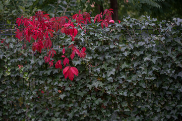 Autumn red Virginia creeper leaves and green ivy fence