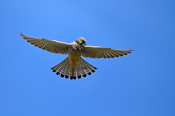Turmfalke // Common kestrel (Falco tinnunculus)