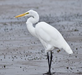 Great Egret
