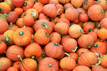 Thanksgiving Winter Squash Food