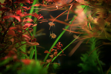 Dwarf rasbora Freshwater fish in the nature aquarium, is often as often referred as Boraras maculatus. Animal aquascaping photography with a focus gradient and soft background.