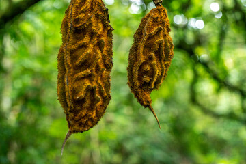 Unusual seed pods in Costa Rica, rainforest.