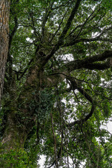 Capuchin monkey in a tree. Tropical plants and trees combinations in Costa Rica, Monteverde rainforest.