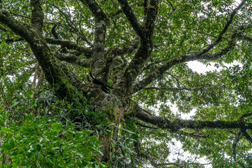 Capuchin monkey in a tree. Tropical plants and trees combinations in Costa Rica, Monteverde rainforest.