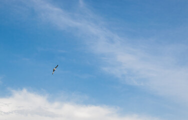 Seagull on background of beautiful blue sky in the evening with clouds. Copy space