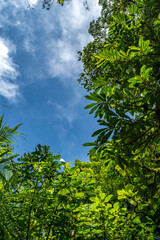 Obraz premium Tropical plants and trees combinations in Costa Rica, Monteverde rainforest.