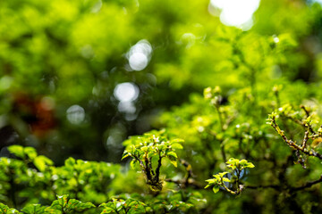Tropical plants and trees combinations in Costa Rica, Monteverde rainforest.