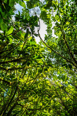 Tropical plants and trees combinations in Costa Rica, Monteverde rainforest.