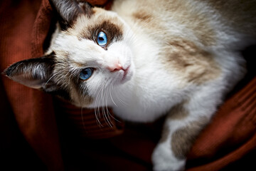 Tabby kitten with blue eyes lying on brown sweater. Tabby and Birman cat mix                       ...