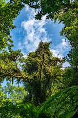 Fototapeta premium Tropical plants and trees combinations in Costa Rica, Monteverde rainforest.