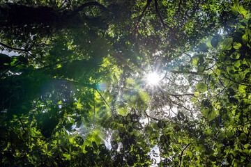 Tropical plants and trees combinations in Costa Rica, Monteverde rainforest.