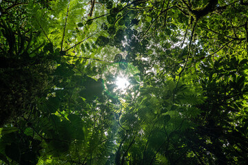 Tropical plants and trees combinations in Costa Rica, Monteverde rainforest.
