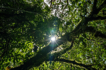 Tropical plants and trees combinations in Costa Rica, Monteverde rainforest.
