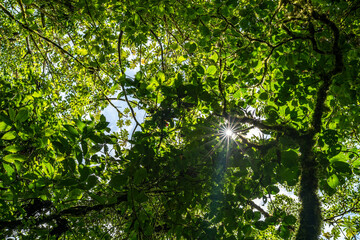 Tropical plants and trees combinations in Costa Rica, Monteverde rainforest.