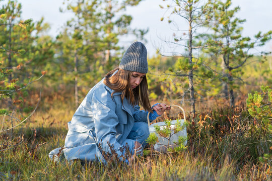 Seasonal berries picking: young woman in hipster hat on swamp searching for ripe cranberries. Happy female in 20s spend weekend outside city in autumn forest relaxing and recreating in nature alone