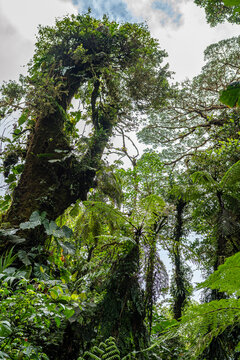 Tropical Plants, flowers and trees growing together in Costa Rica, Monteverde rainforest.
