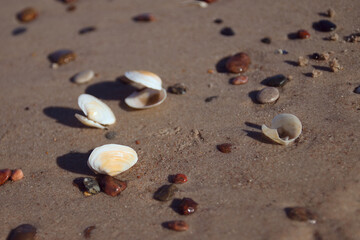 Sea sand and shells on the Baltic Sea, Pobierowo, Poland	