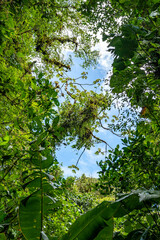 Tropical Plants, flowers and trees growing together in Costa Rica, Monteverde rainforest.