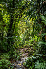 Tropical Plants, flowers and trees growing together in Costa Rica, Monteverde rainforest.