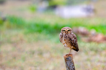 Isolated burrowing owl perched on one foot looking straight ahead in selective focus.