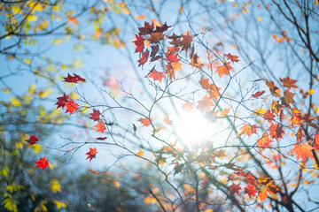 紅葉と青空