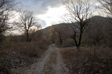 Fototapeta premium Amazing view with colorful autumn forest with asphalt mountain road at sunset.