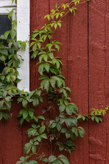 A red exterior barn wall and window with a vine of green leaves