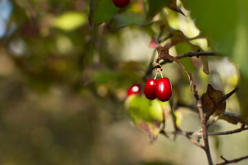 Cornus mas or common red dogwood. autumn wild berries on the branches of a shrub. Natural bright background with bokeh copy space. Harvesting in autumn. Natural vitamins, healthy fruits in soft focus